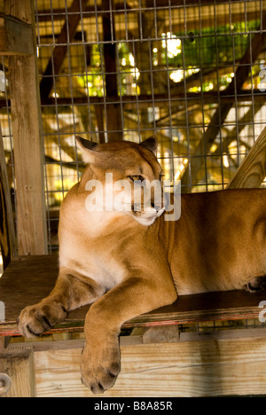 Endangered species Florida panther at Wootens Airboat Rides attraction in Everglades, Florida Stock Photo