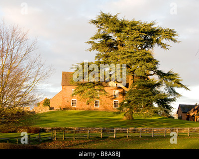 Cedar of Lebanon, an ornamental conifer, in front of house Stock Photo