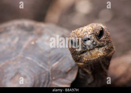 young baby tortoise, Geochelone spp, at the Charles Darwin Research Centre, Puerto Ayora Santa Cruz Island, Galapagos Islands, Ecuador Stock Photo