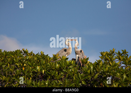 pair of Great blue herons, Ardea herodias, on top Red mangrove, Rhizophora mangle, Green Sea Turtle Cove, Santa Cruz Island, Galapagos Islands Ecuador Stock Photo