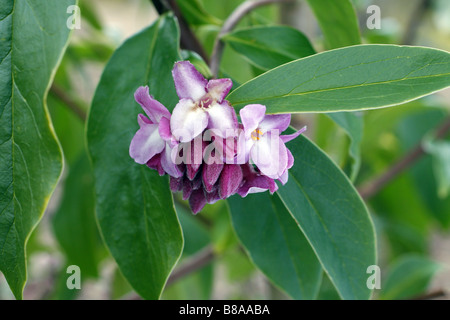 DAPHNE BHOLUA LIMPSFIELD DURING FEBRUARY Stock Photo