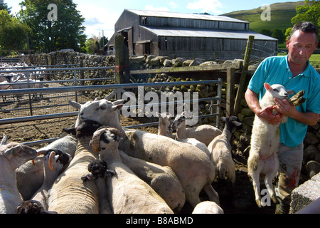 A farm hand mark lambs on a farm in the Yorkshire Dales UK Stock Photo