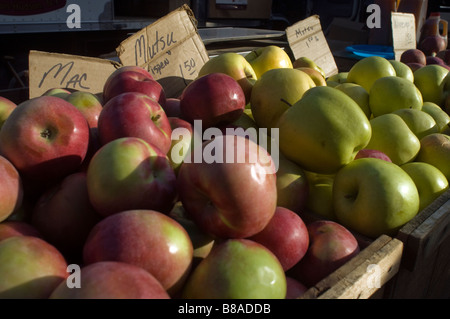 Apples for sale at the Union Square Greenmarket in the Union Square neighborhood of New York Stock Photo
