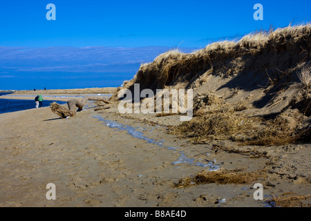 The effects of beach erosion on the fragile dunes on a barrier beach Stock Photo