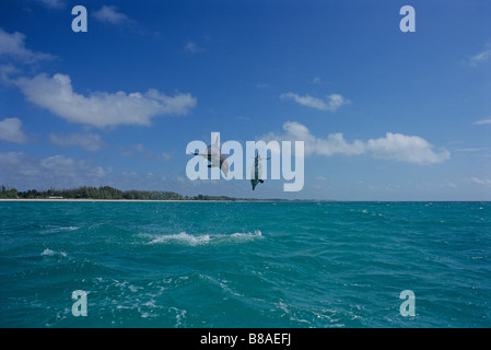 BOTTLENOSE DOLPHINS, GRAND BAHAMA, CARIBBEAN SEA Stock Photo