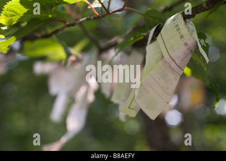 Omikuji or paper fortunes tied to a slim tree branch at a Shinto shrine in Nibutani Hokkaido Stock Photo