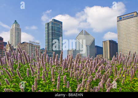 Chicago skyline behind beautiful flowers in Millennium Park Chicago Illinois Stock Photo