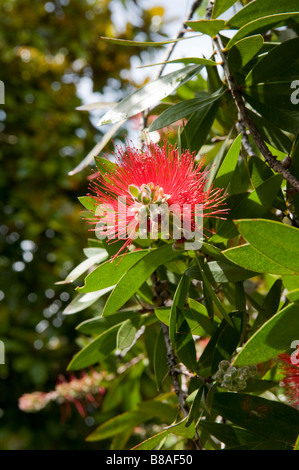 Blossom of the Pohutukawa or New Zealand Christmas Tree - Metrosideros excelsa Stock Photo