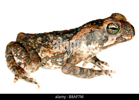 Cane Toad (Bufo marinus) Stock Photo