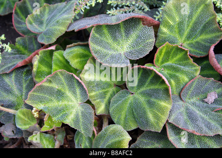 Begonia soli mutata hi-res stock photography and images - Alamy