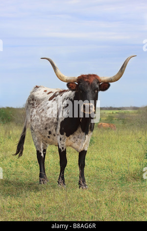 Bull standing in field. Stock Photo