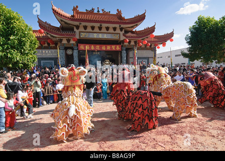 Chinese Lion Dancers during a celebration. Stock Photo