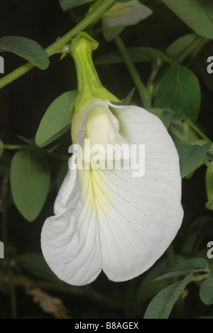 Clitoria ternatea butterfly pea flower. The flowers are presented upside down. Used in Ayurvedic medicine as a memory enhancer Stock Photo