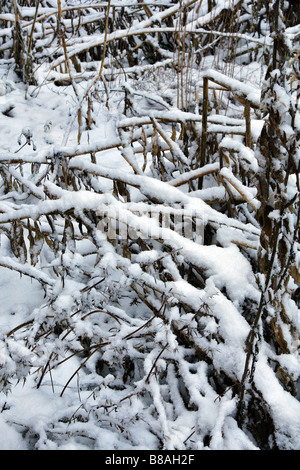 LOBELIA TUPA STEMS IN SNOW Stock Photo