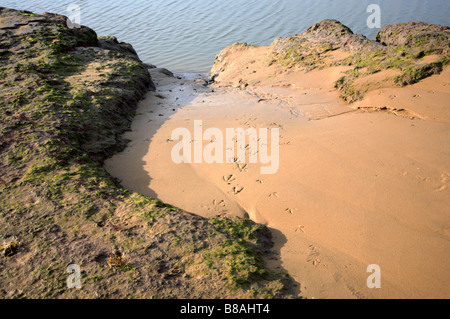 Bird footprints in area of sand through salt marsh to creek at Stiffkey, Norfolk, UK. Stock Photo