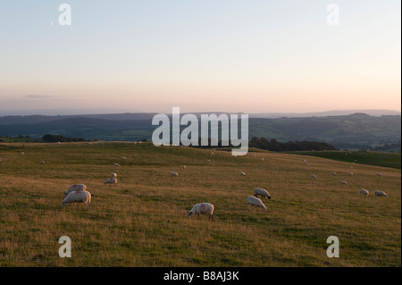 Sheep grazing peacefully at twilight on Stonewall Hill (Reeves Hill) in the Welsh borders, until recently the site of a proposed wind farm Stock Photo