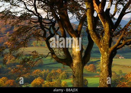 autumn colours near Capel Garmon, Snowdonia National Park, North Wales Stock Photo