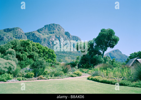 Kirstenbosch Botanical Gardens in Cape Town in South Africa in Sub Saharan Africa. Biology Horticulture Garden Nature Plants Botany Travel Landscape Stock Photo