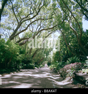 Camphor Avenue at Kirstenbosch Botanical Gardens in Cape Town in South Africa in Sub Saharan Africa. Biology Horticulture Garden Nature Plants Botany