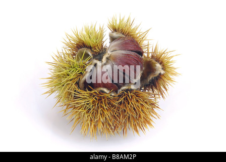 Esskastanie sweet chestnut 03 Stock Photo