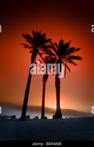 three palms at sunrise in the dead sea Israel Stock Photo