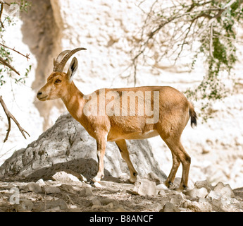 young nubian ibex in Ein Gedi Israel Stock Photo