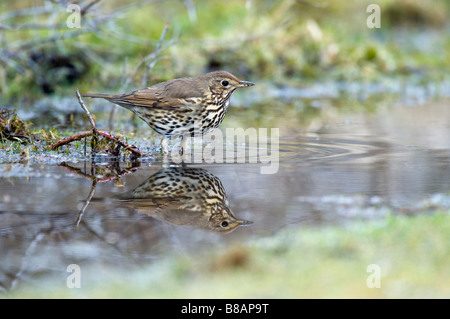 [song thrush] [Turdus philomelos] in a small pool Stock Photo