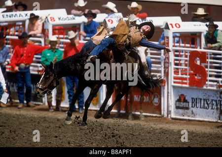 Bareback Bronc Riding, Calgary Stampede Rodeo, Alberta Stock Photo