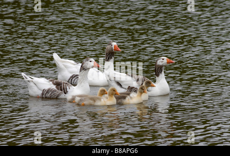 Three adult grey and white farmyard geese and four fluffy yellow goslings swim in a farm pond. Stock Photo