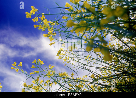 Canola Flowers  Blue Sky Stock Photo