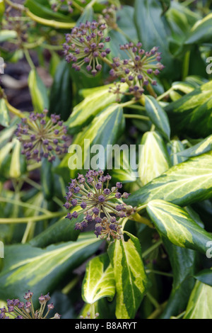 HEDERA COLCHICA SULPHUR HEART AGM SYN H PADDYS PRIDE AT RHS WISLEY GARDEN UK Stock Photo