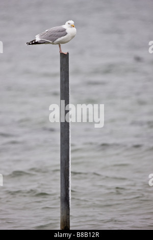 A Herring Gull sitting on the mooring post Stock Photo
