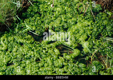 Gut weed Enteromorpha intestinalis a green alga in a pool UK Stock Photo