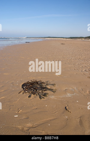 Roseisle beach, Near Forres, Morayshire, Scotland Stock Photo