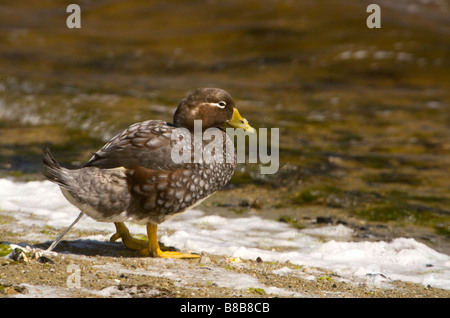 A Falkland Steamer Duck (Tachyeres brachypterus) on the Falkland Islands. Stock Photo