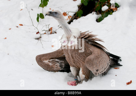 Gänsegeier (Gyps fulvus) - Griffon Vulture Stock Photo