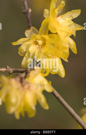 Flowers of Chimonanthus praecox var. luteus syn. concolor (Wintersweet) a winter-blooming shrub. Stock Photo