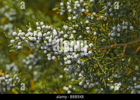 Close up of the needles and waxy fruits of Juniperus virginiana, a North American native conifer. Birds eat the fruits Stock Photo