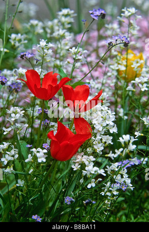 Spring Flower Combination Early spring combination Stock Photo - Alamy