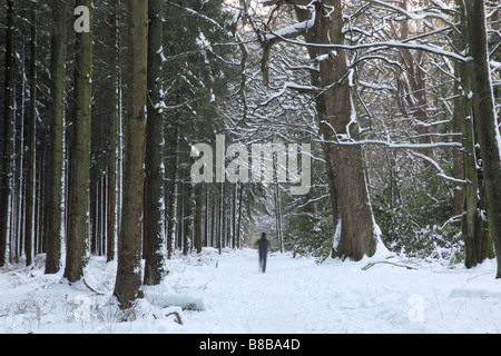 A walker walking through the snow at Heavens Gate, the Longleat Estate, Warminster, Wiltshire, UK Stock Photo