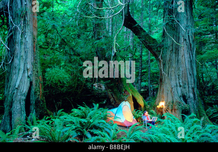 Woman Laptop Old Growth est, Bligh Island, British Columbia Stock Photo