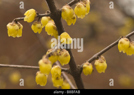 The opening flowers of Chimonanthus praecox var. luteus syn. concolor (Wintersweet) a winter-blooming shrub. Stock Photo