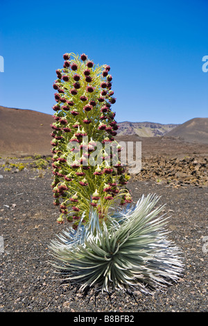A Silversword plant in bloom on the valley floor of the Haleakala Crater Haleakala National Park Maui Hawaii USA Stock Photo