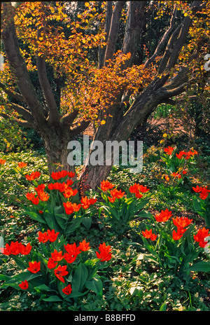Early spring garden scene -- the emerging tree leaves are tinged reddish bronze, echoing the tulips planted beneath. Stock Photo