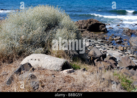 Artificial penguin burrow for Fairy Penguins little Penguins in Burnie Tasmania Stock Photo