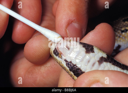 Royal python o Ball  Python Python regius, Africa, Boidae Stock Photo