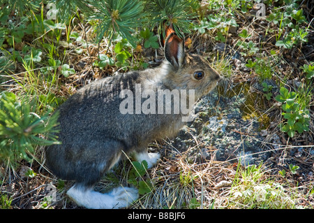 Snowshoe hare, Lepus americanus, near McCurdy Park, Lost Creek Wilderness Area, Pike National Forest, Colorado. Stock Photo