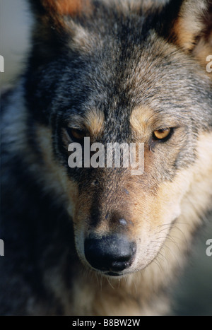 Gray Wolf (Canis lupus Crassodon), Clayoquot Sound Vancouver Island, British Columbia Stock Photo