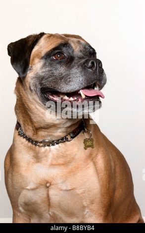 Portrait  Mastiff Dog Stock Photo