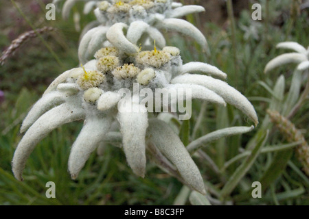 Stella alpina leontopodium alpinum hi-res stock photography and images -  Alamy